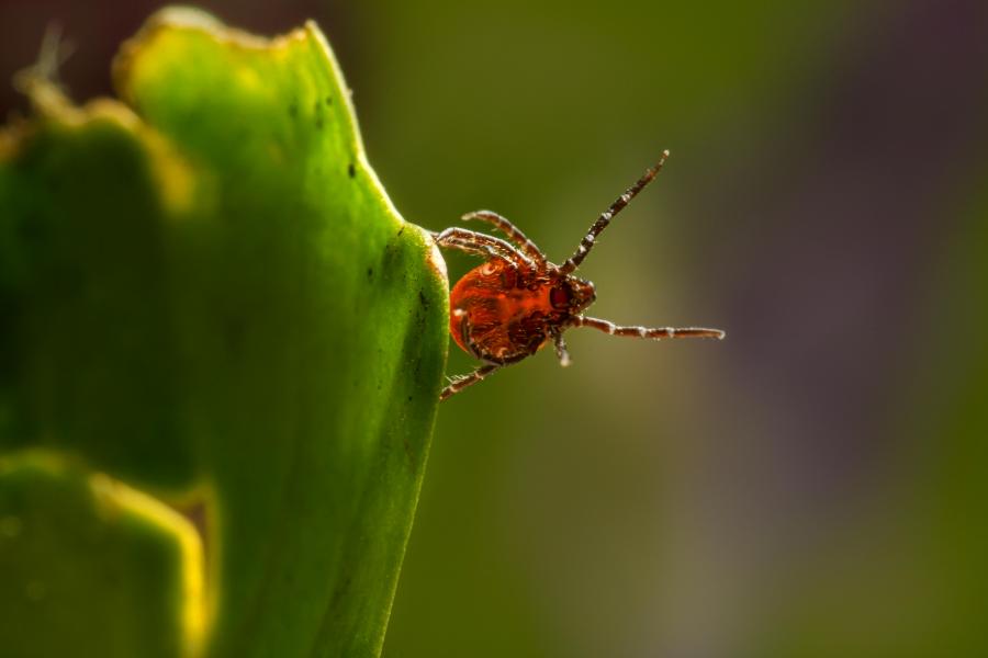Underside view of a tick demonstrating questing behavior from a green leaf