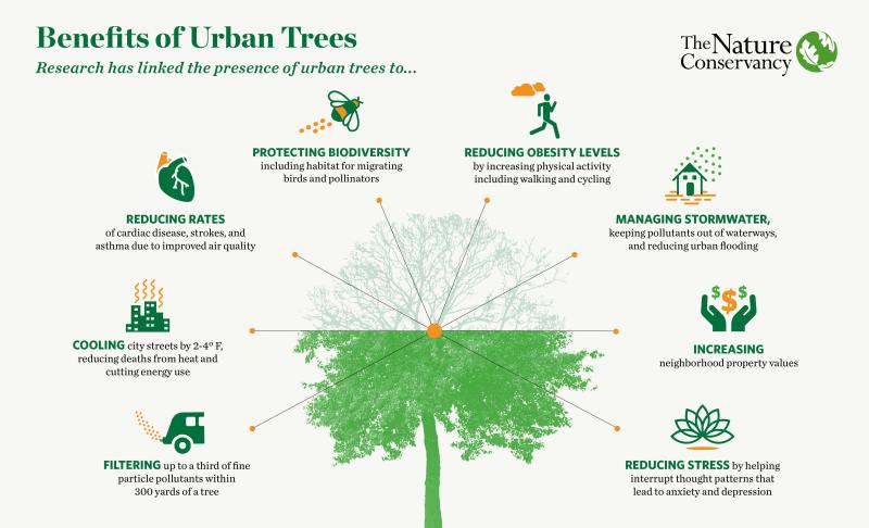 An informational graphic of the benefits of urban trees. 