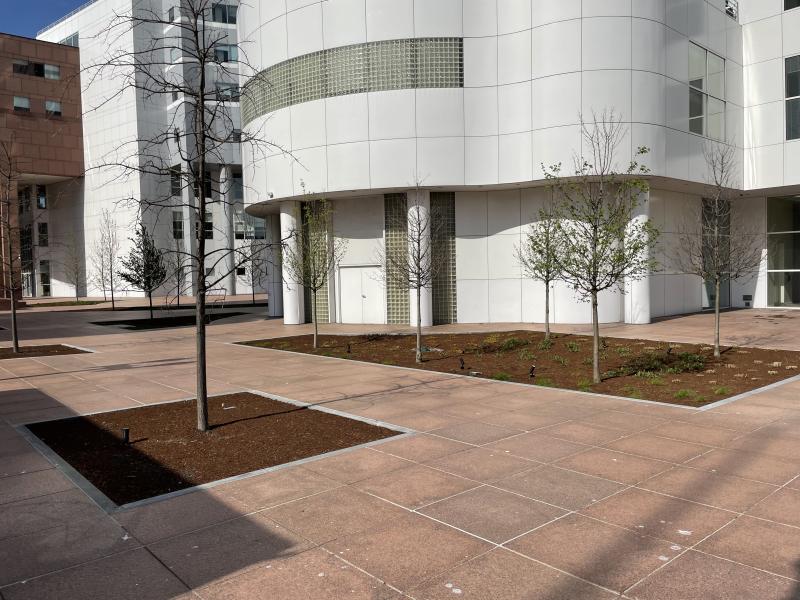 Front of M & T Bank building, red colored pavers, with one smaller square tree pit, and one larger rectangle tree pit with 4 trees, that are flush with the pavers allowing the water to flow into the pits