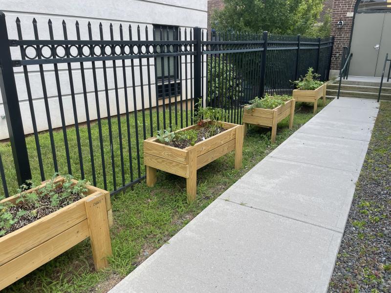 Three raised wooden garden beds with small vegetable plants inside, outside of the Eisenhower Senior Center