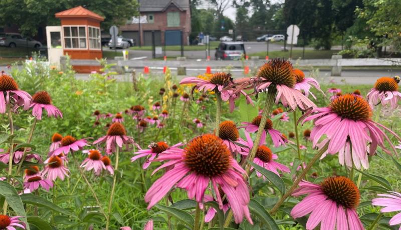 Purple coneflower with pink/purple pointed petals with a spikey center colored light orange. Many purple/pink flowers coming up amongst other plants, building and checkpoint booth in the background