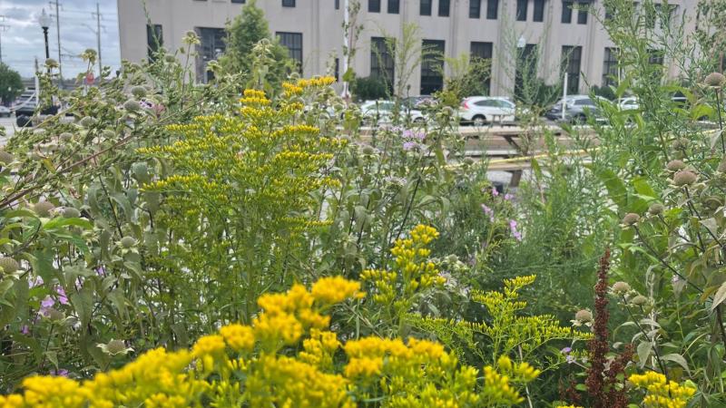 Close up of flowering plants in variety of colors,  yellow, green, and some light pink, with a building in the background